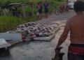 Caminhonete capota na BR-364 entre as comunidades São João e Boto, em Tarauacá; carga de peixes fica espalhada pela rodovia