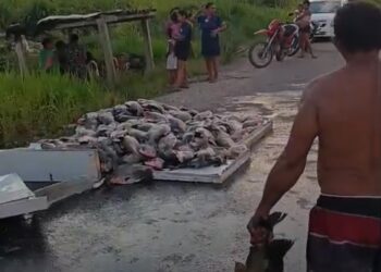 Caminhonete capota na BR-364 entre as comunidades São João e Boto, em Tarauacá; carga de peixes fica espalhada pela rodovia