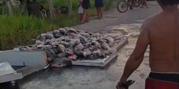 Caminhonete capota na BR-364 entre as comunidades São João e Boto, em Tarauacá; carga de peixes fica espalhada pela rodovia