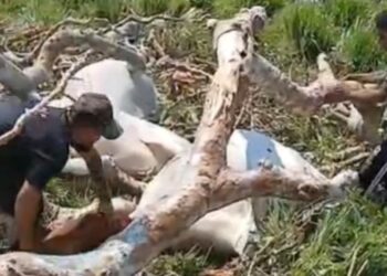 Queda de árvore durante temporal mata seis vacas e seis bezerros no Acre