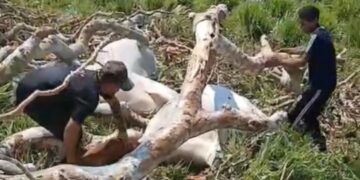Queda de árvore durante temporal mata seis vacas e seis bezerros no Acre