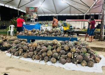 Tarauacá recebe 2ª Feira do Abacaxi e Agricultura Familiar com exposição de produtos e escolha do maior abacaxi