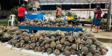 Tarauacá recebe 2ª Feira do Abacaxi e Agricultura Familiar com exposição de produtos e escolha do maior abacaxi